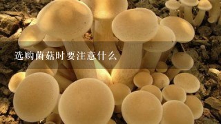 选购菌菇时要注意什么