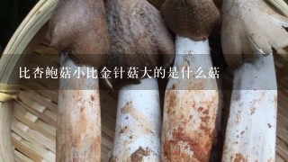 比杏鲍菇小比金针菇大的是什么菇