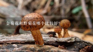 金菊花和野菊花哪个比较好？