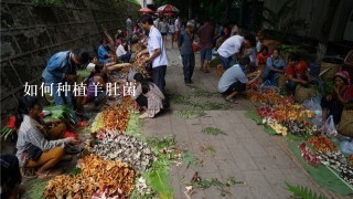 如何种植羊肚菌