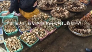 羊肚菌人工栽培新技术南京可以栽培吗?