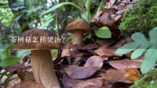 茶树菇怎样煲汤?