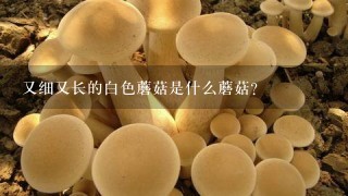 又细又长的白色蘑菇是什么蘑菇？