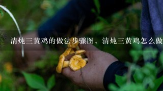 清炖3黄鸡的做法步骤图，清炖3黄鸡怎么做？