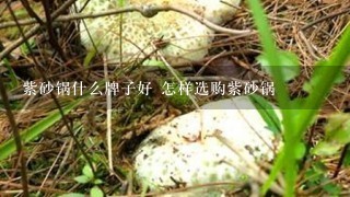 紫砂锅什么牌子好 怎样选购紫砂锅