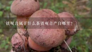 铁观音属于什么茶铁观音产自哪里？