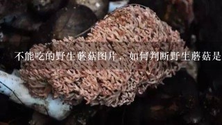 不能吃的野生蘑菇图片，如何判断野生蘑菇是否可以吃