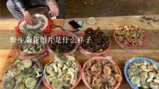 野生菊花图片是什么样子