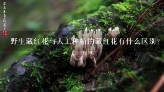 野生藏红花与人工种植的藏红花有什么区别？