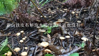 霍山铁皮石斛泡水喝什么味道也没有