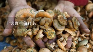 十大野生菌排名