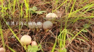 炖鸽子汤正确方法