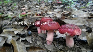 孕妇能吃黄豆老鸭汤吗