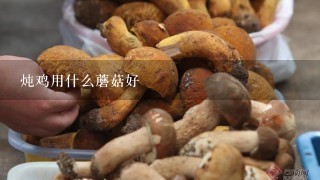 炖鸡用什么蘑菇好