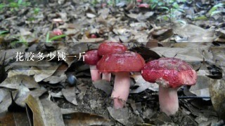 花胶多少钱1斤