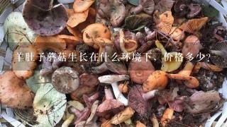 羊肚子蘑菇生长在什么环境下，价格多少？