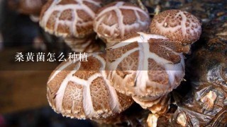 桑黄菌怎么种植