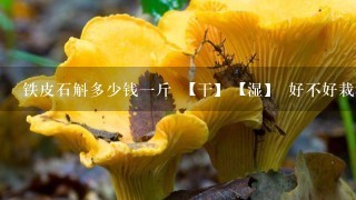 铁皮石斛多少钱1斤 【干】【湿】 好不好栽培 在山东适应了吗？