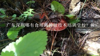 广东深圳哪有食用菌种植技术培训学校? 做广告的请绕路!