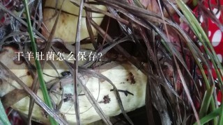 干羊肚菌怎么保存？