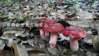 养蘑菇怎么养殖方法