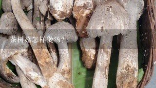 茶树菇怎样煲汤?