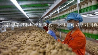 我想学习木耳种植技术，去哪里可以学习到真技术？