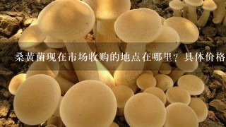 桑黄菌现在市场收购的地点在哪里？具体价格是多少？