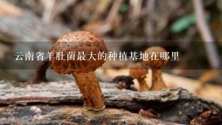 云南省羊肚菌最大的种植基地在哪里