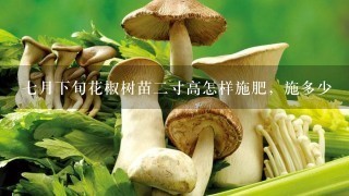 7月下旬花椒树苗2寸高怎样施肥，施多少