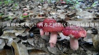 麻椒是花椒吗？两者之间的区别，最好有图片