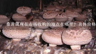 桑黄菌现在市场收购的地点在哪里？具体价格是多少？