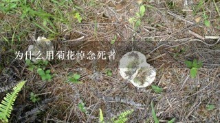 为什么用菊花悼念死者