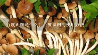 百度识图是什么？百度识图的使用方法