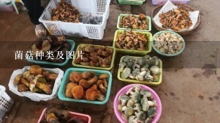 菌菇种类及图片