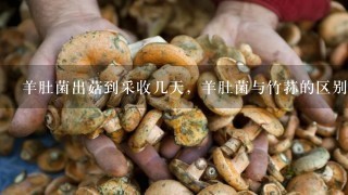 羊肚菌出菇到采收几天，羊肚菌与竹荪的区别