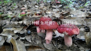 想在家里房间种植食用菌，该如何操作