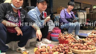 4川农村里说的8月瓜叫什么？科学名字叫什么