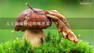 人工菌菌种昆明哪里买