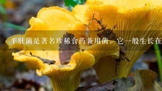 羊肚菌是著名珍稀食药兼用菌，它1般生长在什么地方