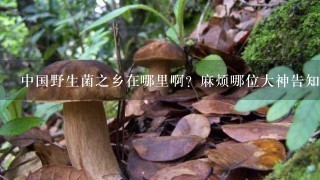 中国野生菌之乡在哪里啊？麻烦哪位大神告知1下~