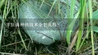 羊肚菌种植技术全套流程？