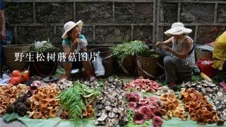 野生松树蘑菇图片