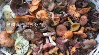 枞树菌的主要分布？