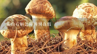 霍山石斛怎样辨别真假