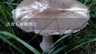 铁皮石斛的图片