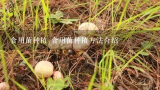 食用菌种植 食用菌种植方法介绍