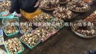 济源哪里有食用菌栽培基地，我有1处养猪厂现停用，想用它进行食用菌栽培，请本行的老师指点