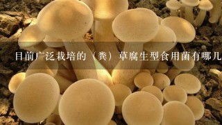 目前广泛栽培的（粪）草腐生型食用菌有哪几种？