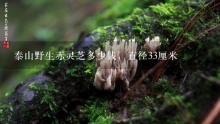 泰山野生赤灵芝多少钱，直径33厘米